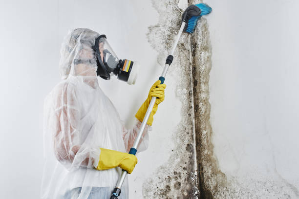Best Fast Mold Removal  in Sandston, VA