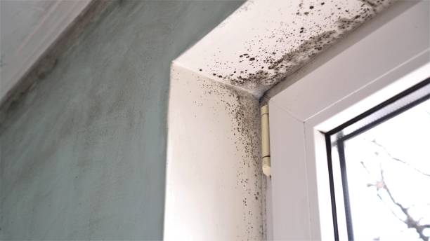 Best Mold Testing  in Sandston, VA