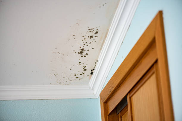 Best Office Mold Removal Services  in Sandston, VA