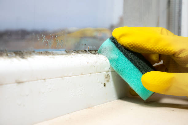  Sandston, VA Mold Removal Pros