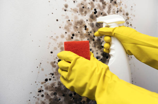 Best Best Mold Removal Companies  in Sandston, VA