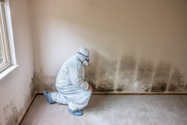 Best Same-Day Mold Removal  in Sandston, VA