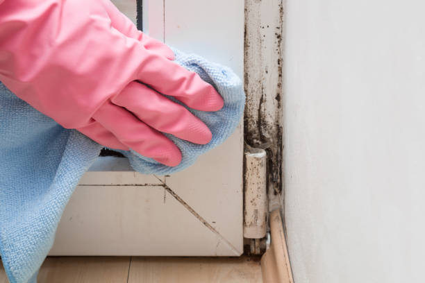 Best Affordable Mold Removal  in Sandston, VA