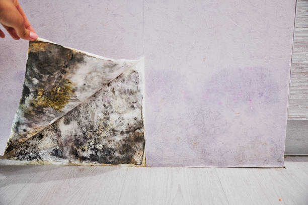 Best Toxic Mold Removal  in Sandston, VA